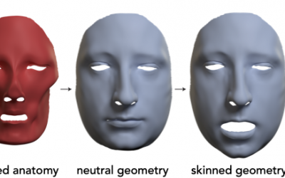 Anatomically Constrained Implicit Face Models