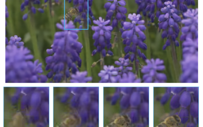 Neural Inter-Frame Compression for Video Coding